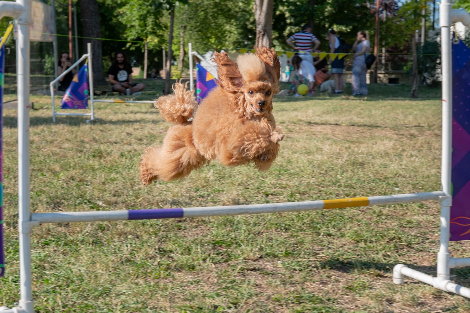 "Ulični psi" festival pasa svih rasa na Kalemegdanu