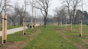 Beograd dobio 100 novih platana