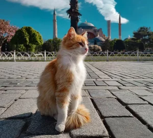 Međunarodni dan mačaka: upoznajte istanbulske mace